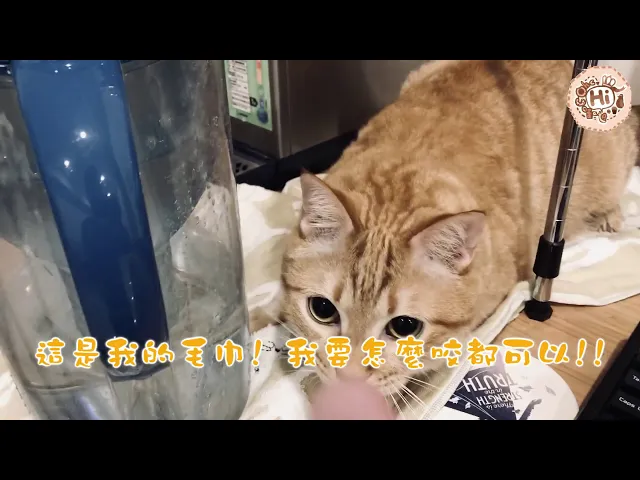 【巧克力】『橘子冰的日常』- 橘子冰的貓咪毛巾!